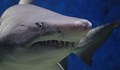 Младеж издъхна след нападение от акула в Австралия