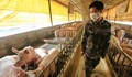 Китай: "G4" не е нов щам на свинския грип и не заразява лесно