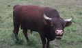 Разярен бик наръга в корема работник в село Разград