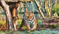 Тигър уби служителка в зоопарк пред очите на посетители