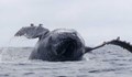 Само за ден избиха 252 кита и 35 делфина