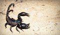 Превърнаха отровата на скорпион в лекарство за рак