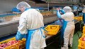 Фабрика за месо в Румъния затвори заради 93 служители с коронавирус