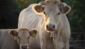 Цяло стадо крави умря след отровен водопой край река Марица