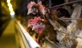 Пловдивска фирма: БАБХ иска да избие 174 000 здрави кокошки