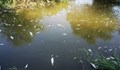 Изчерпване на кислорода, а не химикали са причина за мор на риба в Янтра