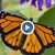 Коста Рика - страната на пеперудите