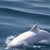 Делфин албинос в Черно море