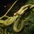 Учени установиха как летят някои змии