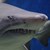 Младеж издъхна след нападение от акула в Австралия
