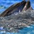 Почиващи на Кара Дере намериха две умрели делфинчета