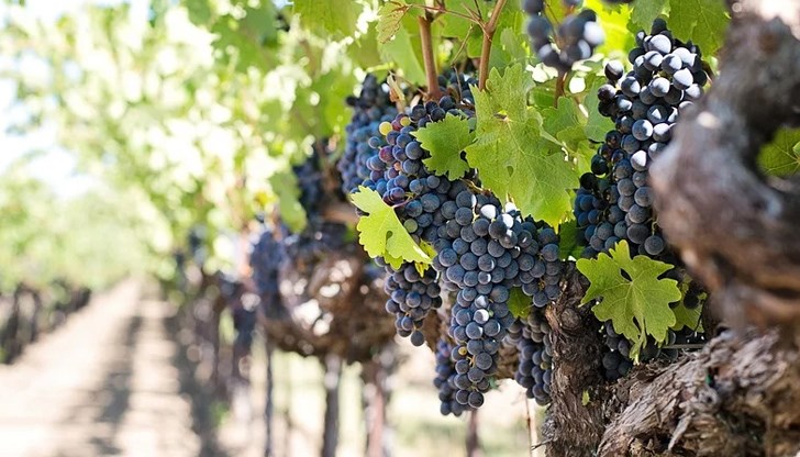 Европейската комисия прие допълнителен пакет от извънредни мерки в подкрепа на лозаро-винарския сектор след кризата с коронавируса и последиците от нея за сектора