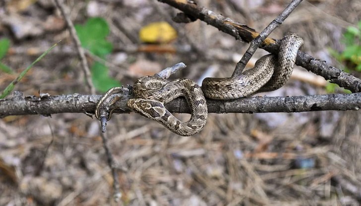За противодействие на отровата е бил използван противозмийски серум, а след това е било назначено няколкодневно лечение За противодействие на отровата е бил използван противозмийски серум, а след това е било назначено няколкодневно лечение