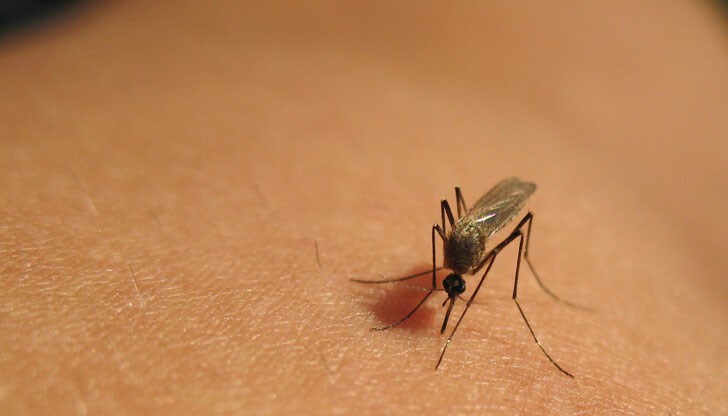 Западнонилската треска е вирусно заболяване, което се пренася от комари и в много по-редки случаи - от кърлежи