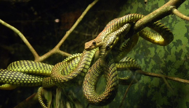 Райската змия може да лети, забелязват учените