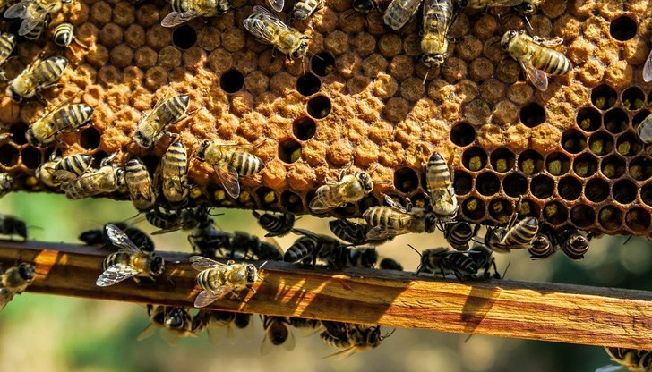 Пчеларите прогнозират, че продуктът ще поскъпне с 20%