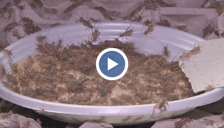 У нас отваря ферма за щурци