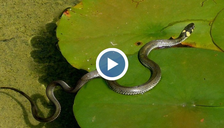 Само преди седмица змия се появила в центъра на Варна и уплашила хората, които чакали на близката спирка