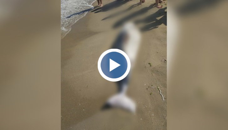 Бозайникът е открит от плажуващи днес следобед