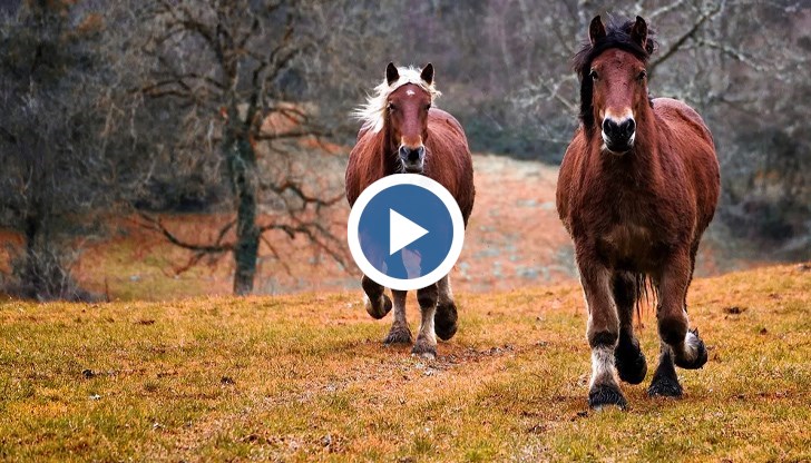 Двамата роми са задържани от полицията за срок от 24 часа