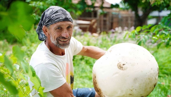 Гъбата с тегло 1,5 килограма има внушителен вид Гъбата с тегло 1,5 килограма има внушителен вид