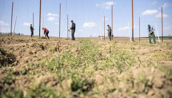 Сезонните работници са от България, Румъния, Украйна и Унгария Сезонните работници са от България, Румъния, Украйна и Унгария