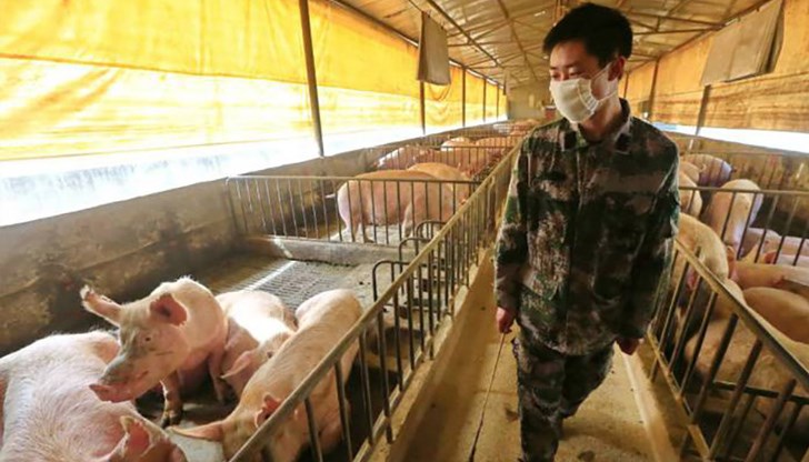 Министерството на земеделието отхвърли твърденията, че нов щам на свински грип има потенциал да предизвика пандемия
