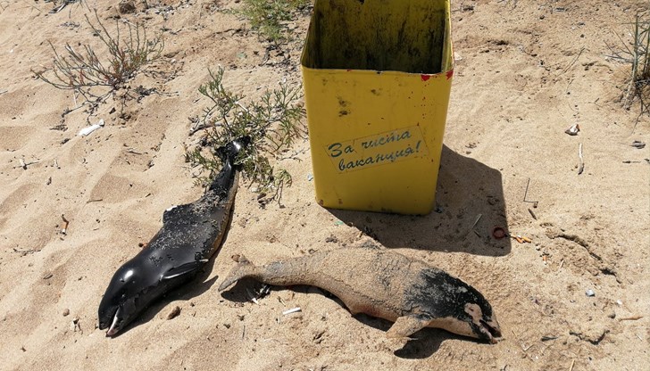 Родителите им пищят на неразбираем език и обикалят да ги търсят. Злото е извършено