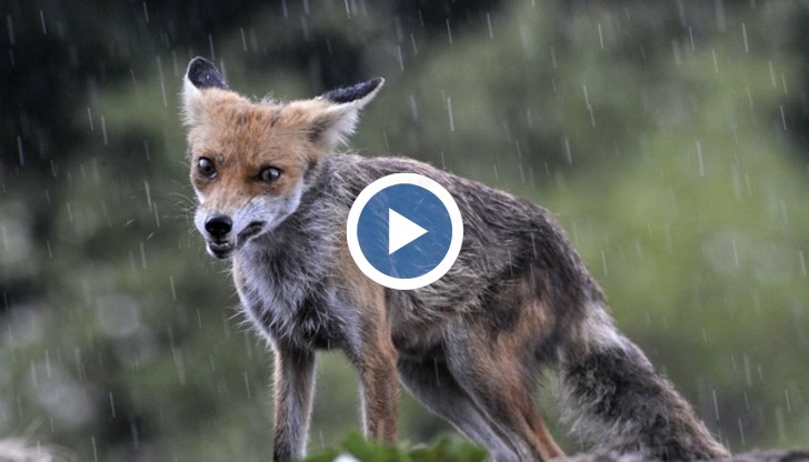 Най-тежко е положението в село Добротица, където не минава и ден без дивите животни да влизат в дворовете на хората и да нападат домашните им птици