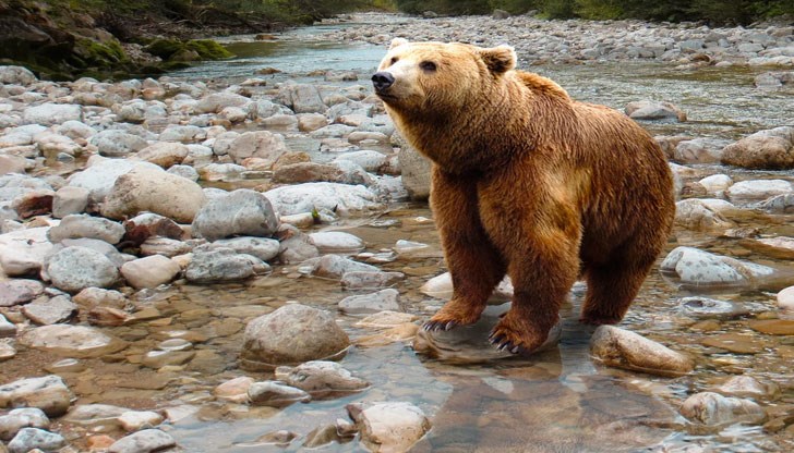 Тялото на животното е намерено във вторник при обход в района Тялото на животното е намерено във вторник при обход в района