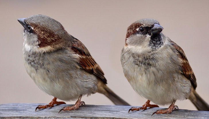 Заедно с липсата на нужната им храна, прекомерното замърсяване на въздуха се счита за една от основните причини за намаляването на градските птици у нас Заедно с липсата на нужната им храна, прекомерното замърсяване на въздуха се счита за една от основните причини за намаляването на градските птици у нас