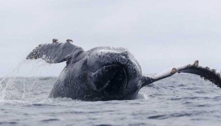 Защитници на правата на животните разказват, че това е първото масово клане на бозайниците на Фарьорските острови Защитници на правата на животните разказват, че това е първото масово клане на бозайниците на Фарьорските острови