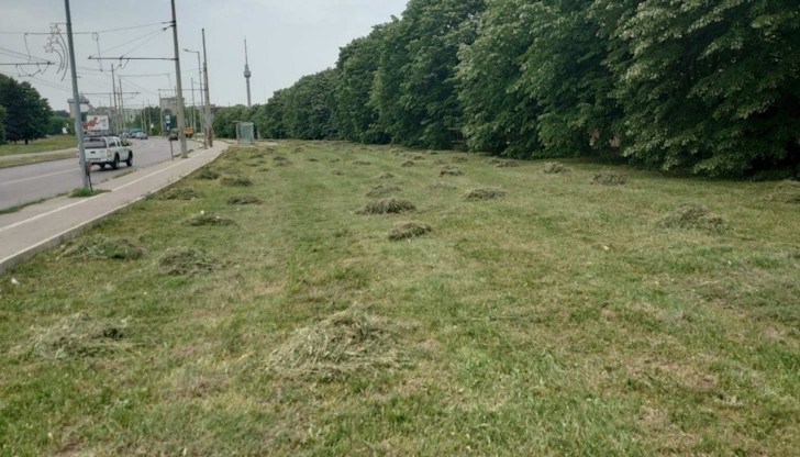 Бригадите към Община Русе поддържат тревните площи, извършват резитби и засаждат дървета