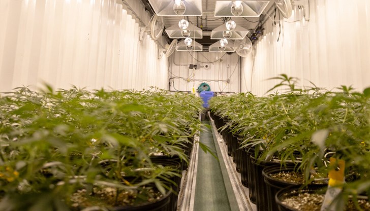 Изграден е пълен цикъл от отглеждане, обработка и пакетиране на марихуана Изграден е пълен цикъл от отглеждане, обработка и пакетиране на марихуана