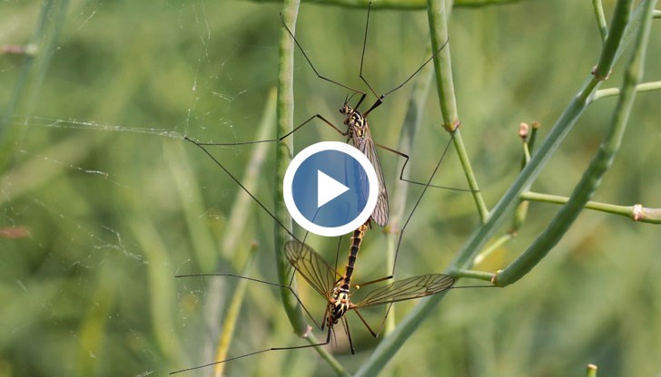 Преди и след всяко пръскане се залагат капани за комари. По този начин се анализира колко ефективно е било пръскането