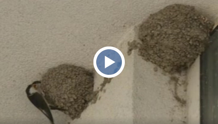 Експертите се притекли на помощ на бедстващи птици