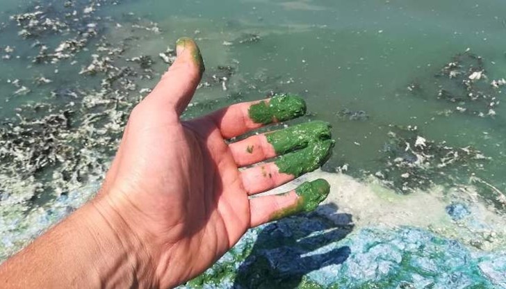 РИОСВ - Русе: Оцветяването се дължи на естествени гнилостни процеси РИОСВ - Русе: Оцветяването се дължи на естествени гнилостни процеси