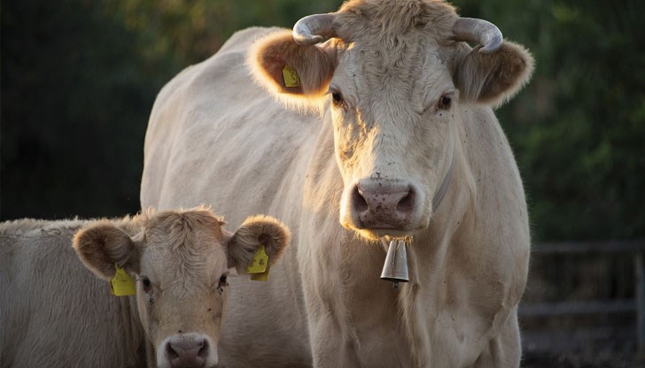 10 минути след като пили от реката кравите и юниците са започнали да измират