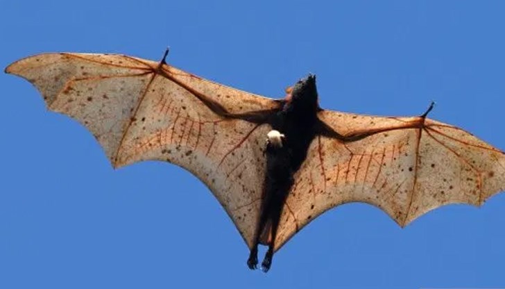 Размахът на на крилете ѝ е 1,7 метра Размахът на на крилете ѝ е 1,7 метра