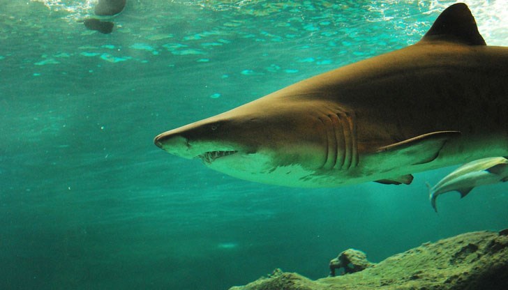 Вероятно в следствие на климатичните промени и по-високите температури на водата, броят на нападенията от акули край бреговете на Австралия се увеличава