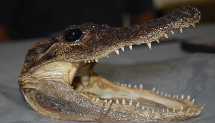 Експозицията представя заплахите от търговията със застрашени от изчезване растения и животни