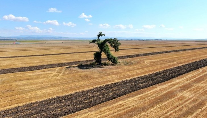 Някои го оприличават на ент, други на Трансформърс