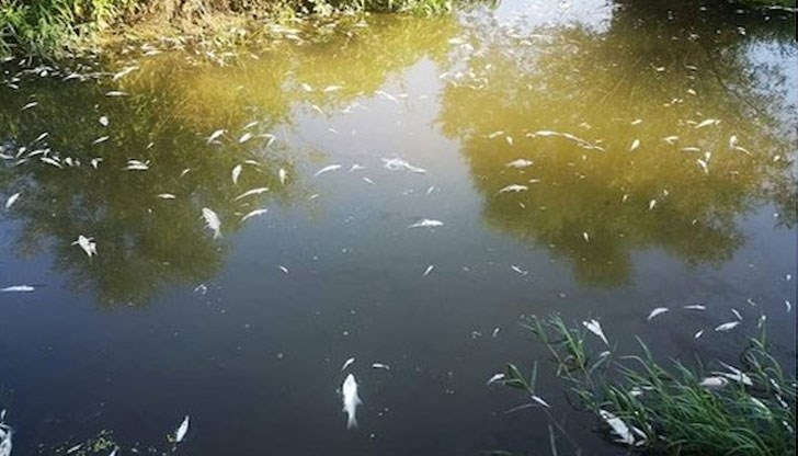 Стотици измрели риби при моста на с.Върбица