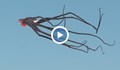Огромни октоподи "изплуваха" над плажа в Приморско