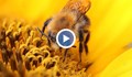 Рекордно ниски добиви на мед. Какви са причините?