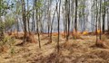 Повече от денонощие русенските огнеборци гасят гората край Бъзън
