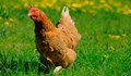 54-годишна жена се мисли за кокошка