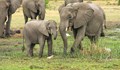 Осъдиха бракониер на слонове на 30 години принудителен труд
