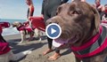 Кучета отговарят за живота на плажуващите в Италия