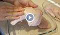 Ръст на сигналите за салмонела в пилешкото месо